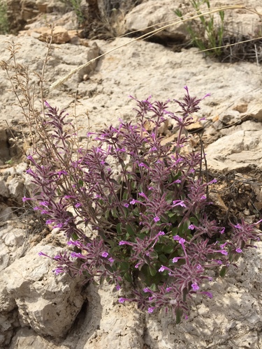 McKittrick's false pennyroyal (Hedeoma apiculata)