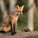 Eastern American Red Fox - Photo (c) Jessica, all rights reserved, uploaded by Jessica
