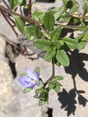 Spanish Speedwell (Veronica aragonensis)