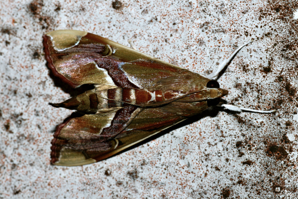 Agathodes ostentalis from Bukit Fraser, 49000 Bukit Fraser, Pahang ...