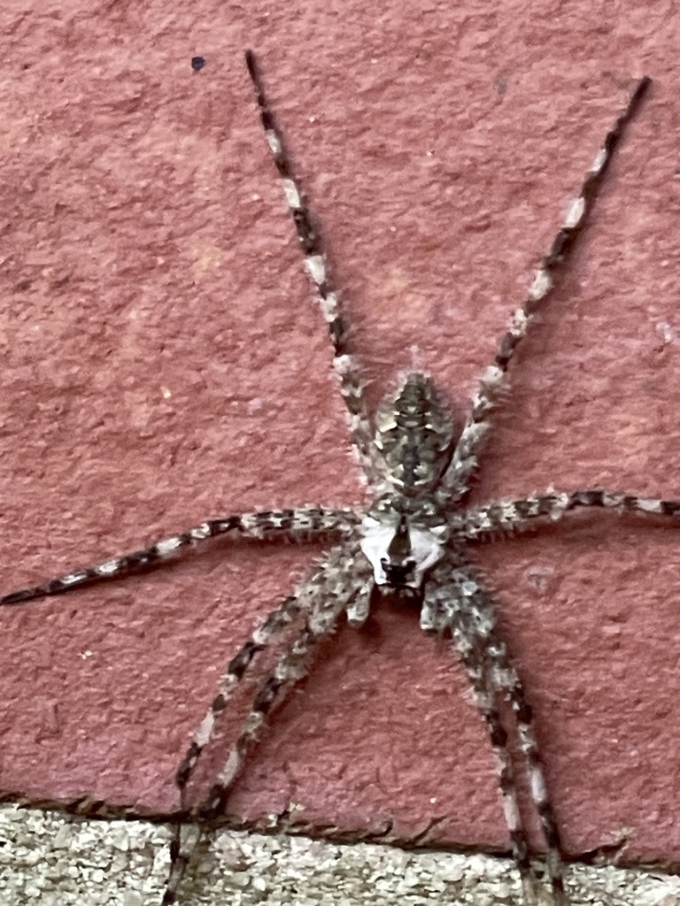 White banded Fishing Spider From Church St Canton GA US On June 25 white-banded-fishing-spider-from-church-st-canton-ga-us-on-june-25