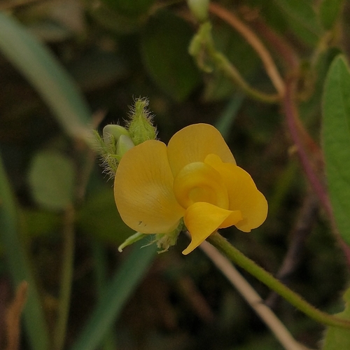 Vigna lasiocarpa