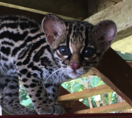 Margay
