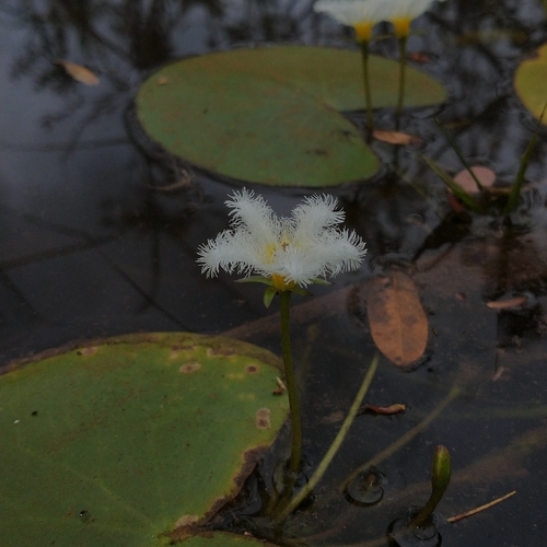 Floatingheart