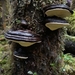 Fomitopsis ochracea - Photo (c) Alexis Murray, todos los derechos reservados, subido por Alexis Murray