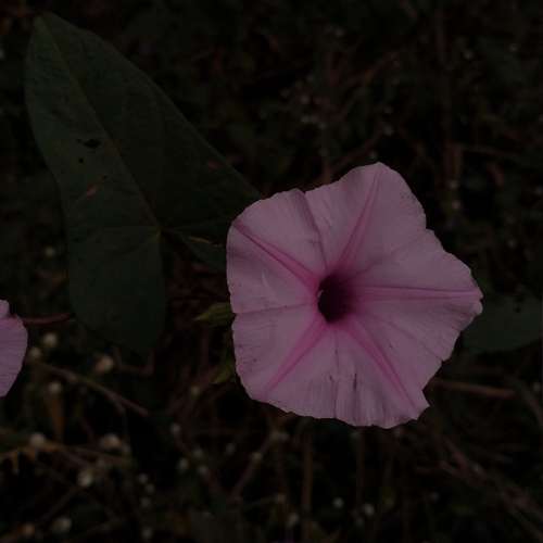 Ipomoea setifera