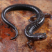 Peaks of Otter Salamander - Photo (c) Jake Scott, all rights reserved, uploaded by Jake Scott