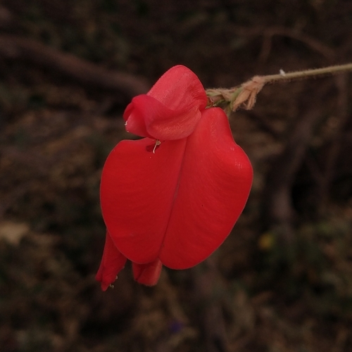 Periandra coccinea