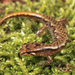 Northern Pygmy Salamander - Photo (c) Jake Scott, all rights reserved, uploaded by Jake Scott