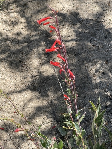 iNaturalist observation photo of scarlet bugler
