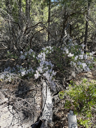 iNaturalist observation photo of chaparral whitethorn