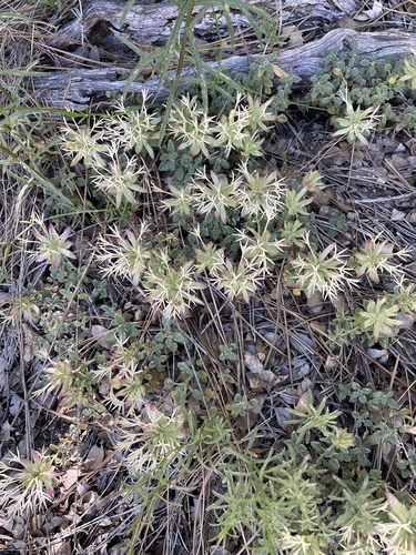 iNaturalist observation photo of Yellow monardella