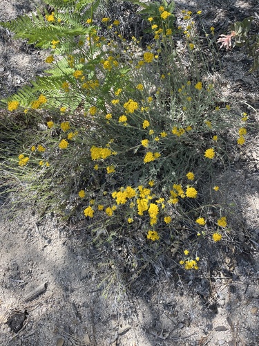 iNaturalist observation photo of Golden Yarrow