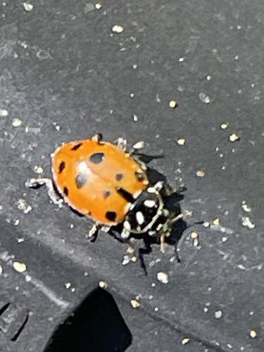 iNaturalist observation photo of Convergent Lady Beetle