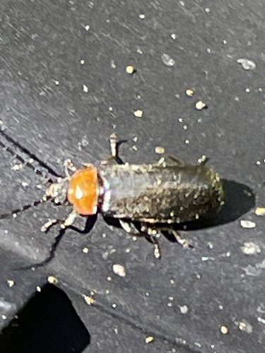 iNaturalist observation photo of Silini