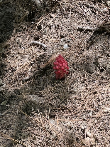 iNaturalist observation photo of Snowplant