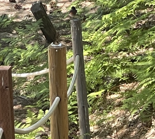 iNaturalist observation photo of Western Bluebird