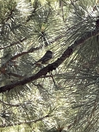 iNaturalist observation photo of Empidonax Flycatchers