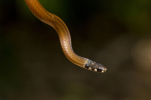 Black-headed Snake