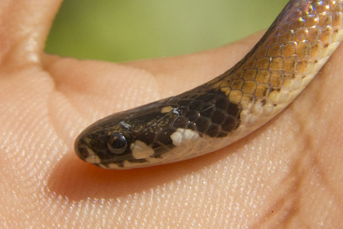 Black-headed Snake