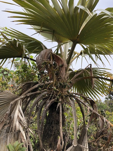 Pritchardia perlmanii