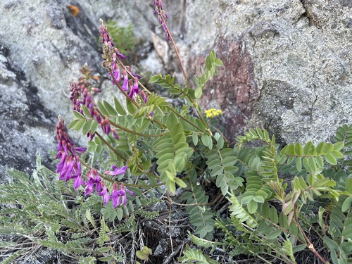 Hedysarum occidentale