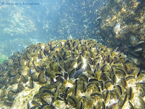 Mediterranean Mussel