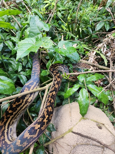 Australian Scrub Python sighting