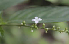 Image of Gonzalagunia cornifolia