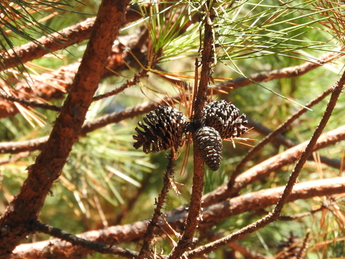 Lawson's pine