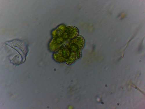 Cosmarium protractum