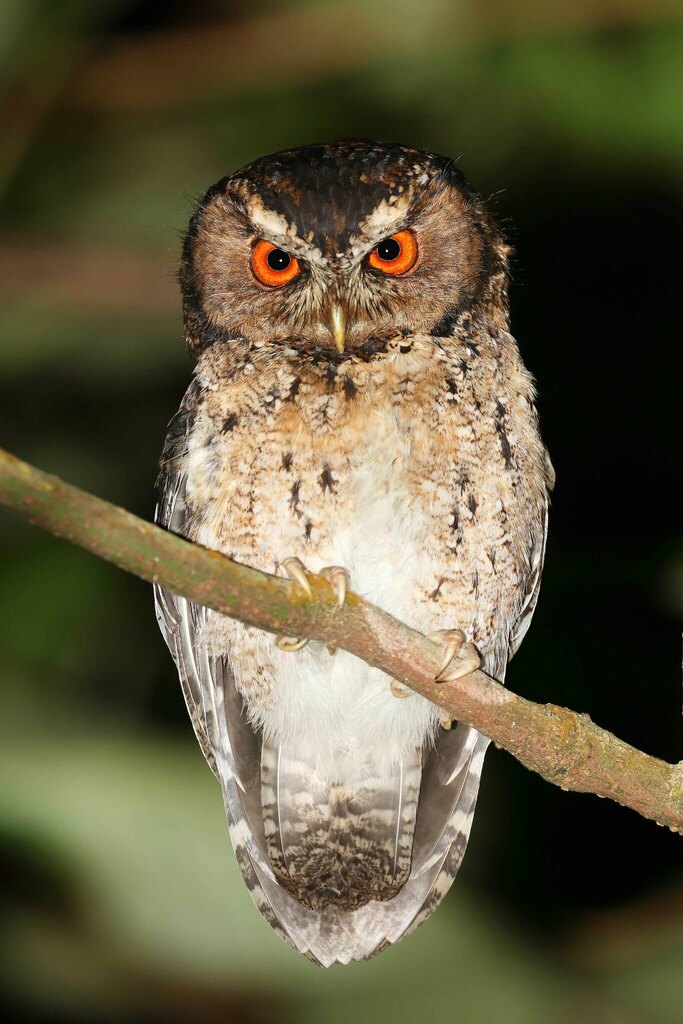 Javan Scops Owl In June 2023 By Carlos N G Bocos Male · Inaturalist