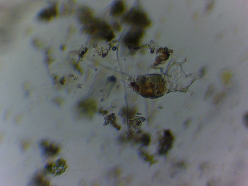 Collotheca