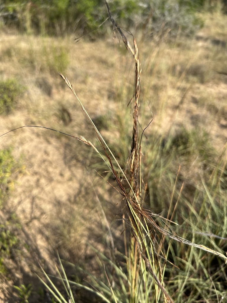 tanglehead from Alice, TX, US on June 20, 2023 at 09:28 AM by Conner ...