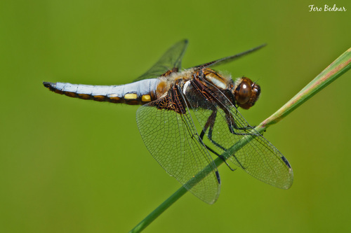 Libellula depressa