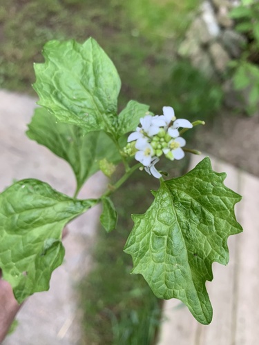 garlic mustard