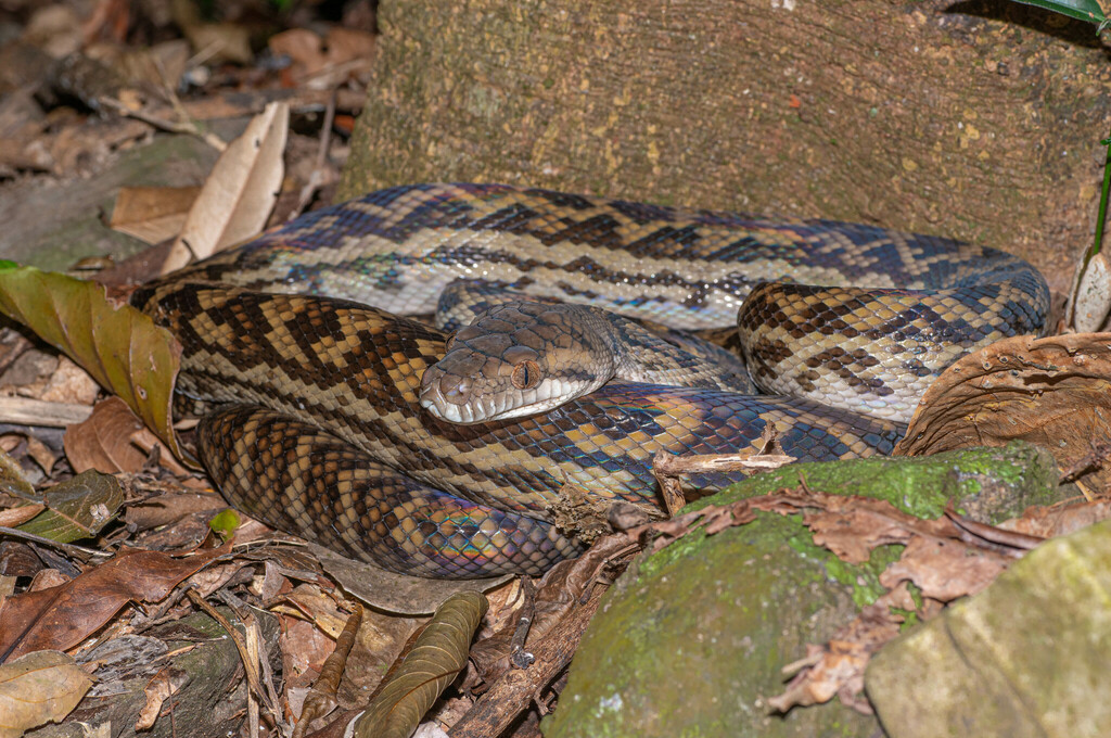 Australian Scrub Python from Cape Tribulation QLD 4873, Australia on ...