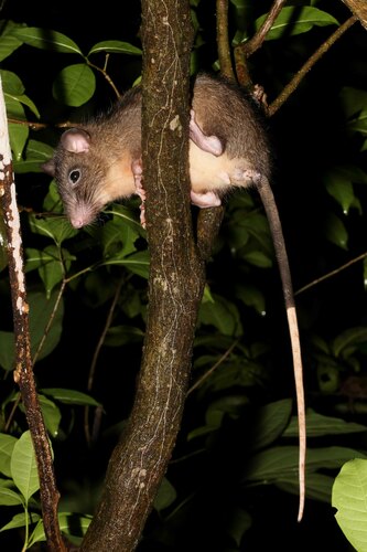 Celebes Rat (Taeromys celebensis) — Least Concern Mammalia