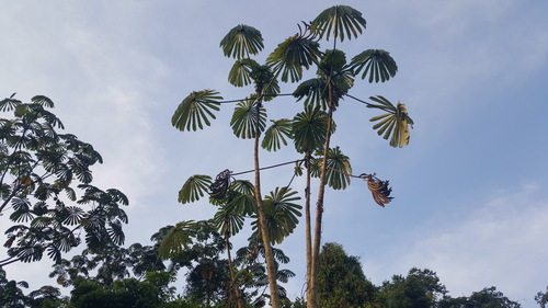 African corkwood tree