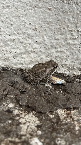 Indus Valley Toad