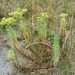 Euphorbia paralias - Photo 由 Munster Mad 所上傳的 (c) Munster Mad，保留所有權利