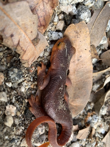 iNaturalist observation photo of Sierra Newt