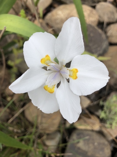 Small Fortnight Lily