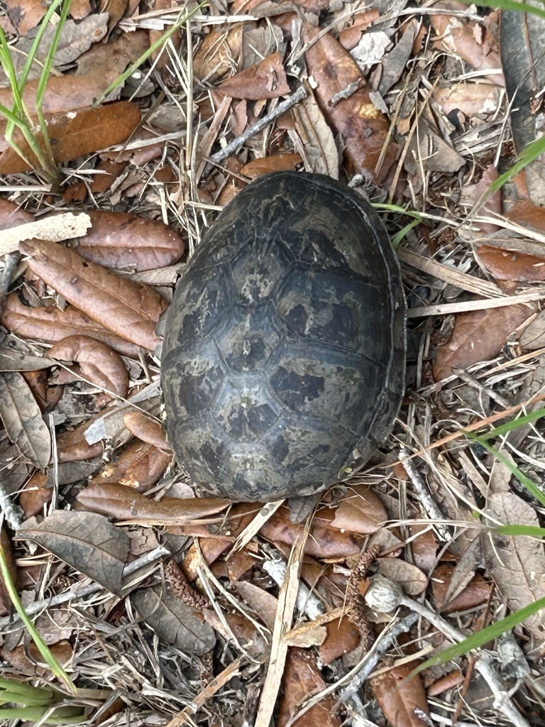 Eastern Mud Turtle from Salt Creek Way E, Brunswick, GA, US on June 26 ...