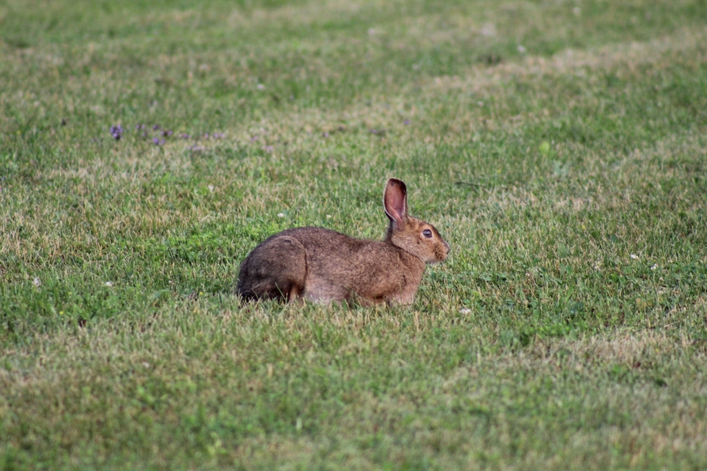 Snowshoe Hare From Macdonald Meredith And Aberdeen Additional ON   Large 