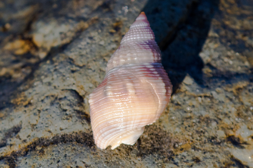 Channeled Basket Snail