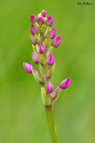 Gymnadenia conopsea