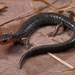 Shenandoah Mountain Salamander - Photo (c) Jake Scott, all rights reserved, uploaded by Jake Scott