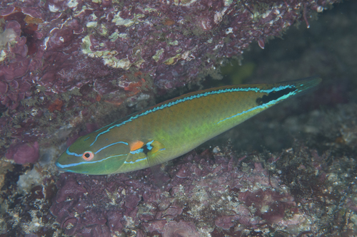 Stethojulis terina