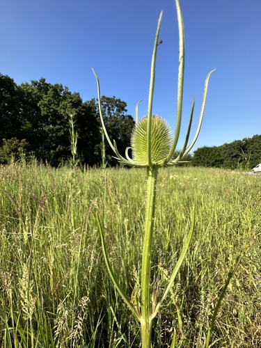 wild teasel